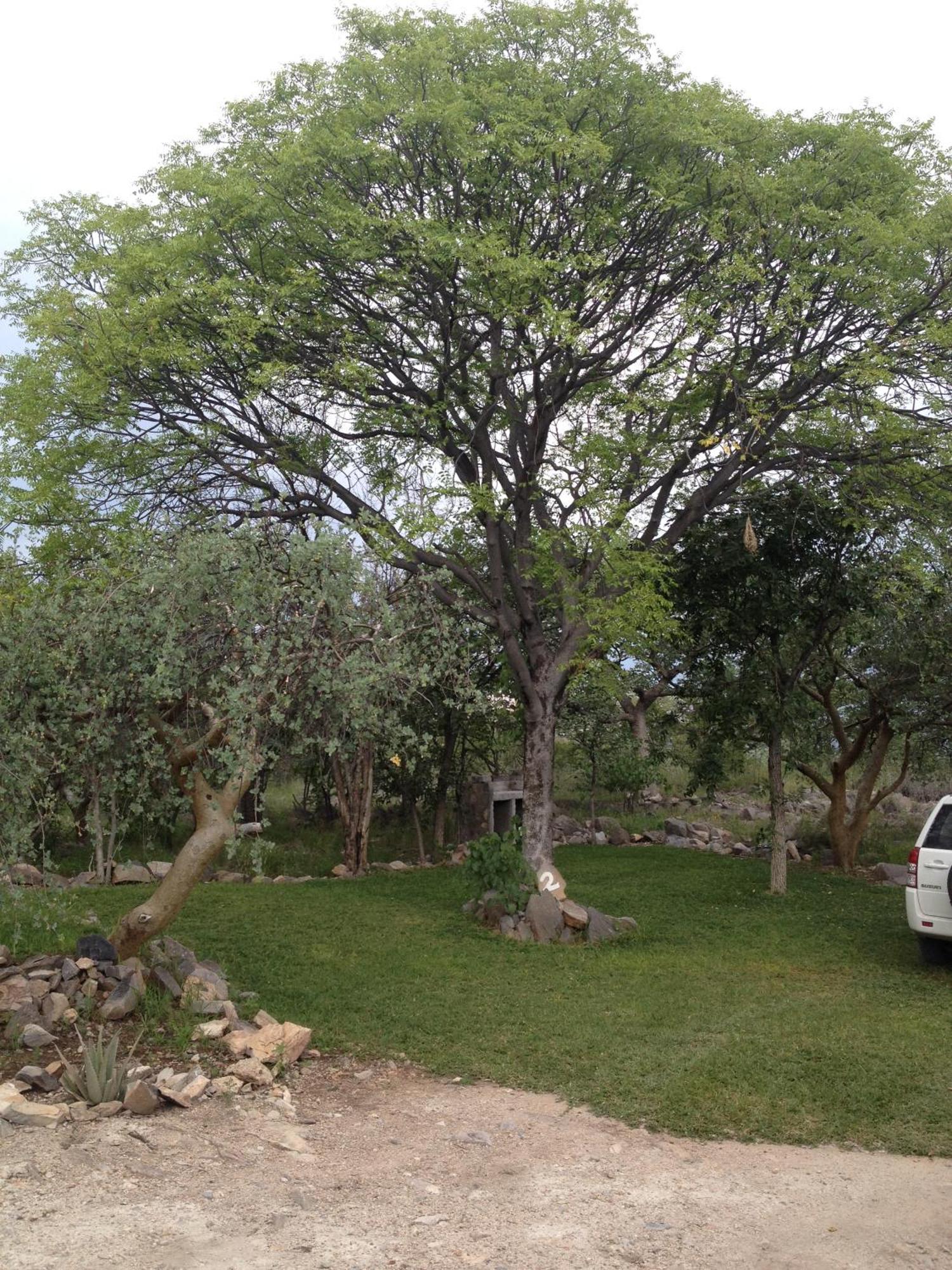 Villa Mondjila Safari Camp à Okaukuejo Extérieur photo
